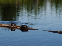 26067CrLe - Vacationing at the cottage - Kayaking with Beth - Turtles, Canada Geese - Lighthouses, oh my.JPG